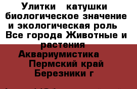 Улитки – катушки: биологическое значение и экологическая роль - Все города Животные и растения » Аквариумистика   . Пермский край,Березники г.